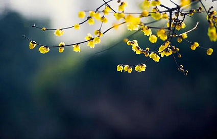 沈阳摄影学校_如何拍出不一样的梅花